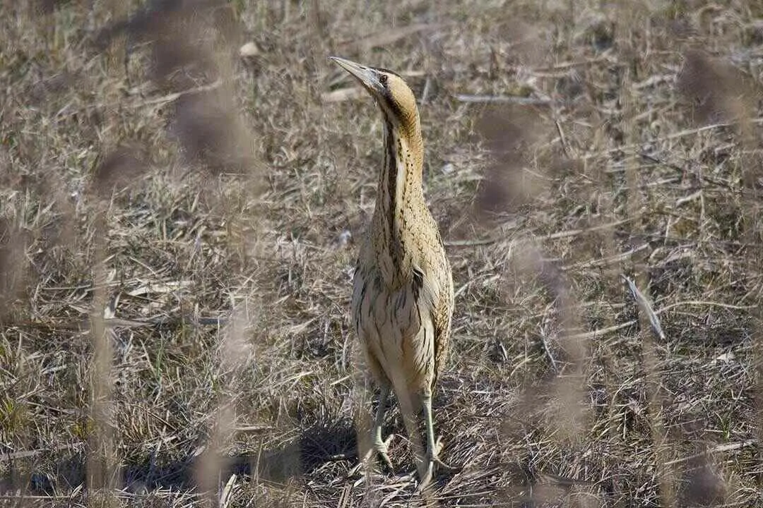 Eurasian Bittern